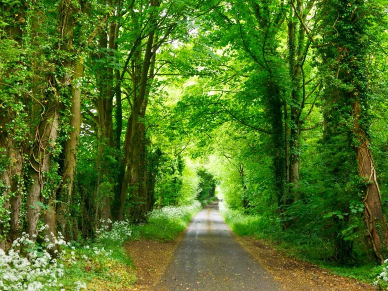 「調和・バランス、安定、愛と平和」を表す緑色のイメージ画像