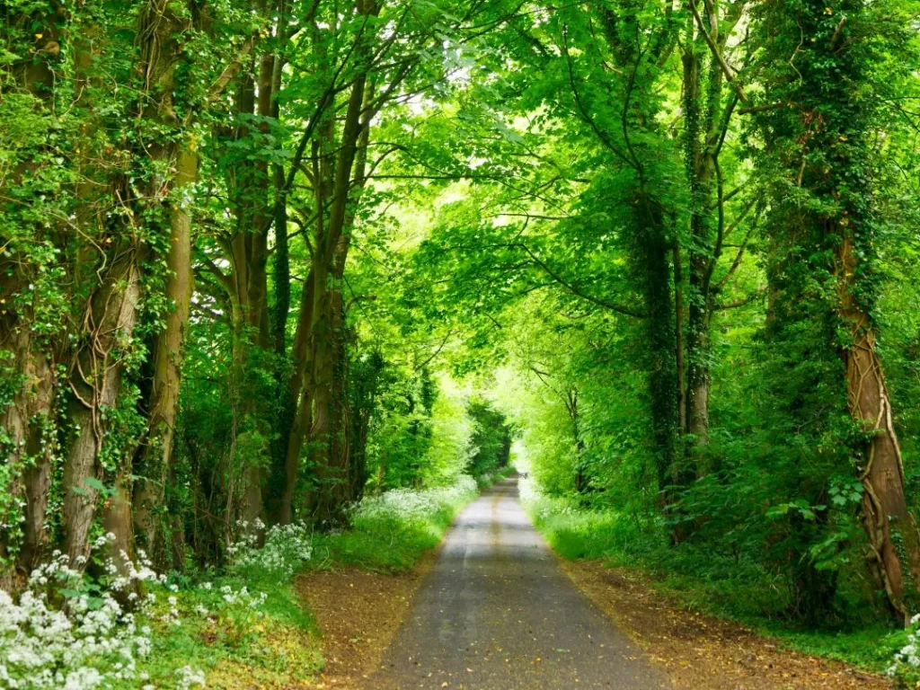 「調和・バランス、安定、愛と平和」を表す緑色のイメージ画像