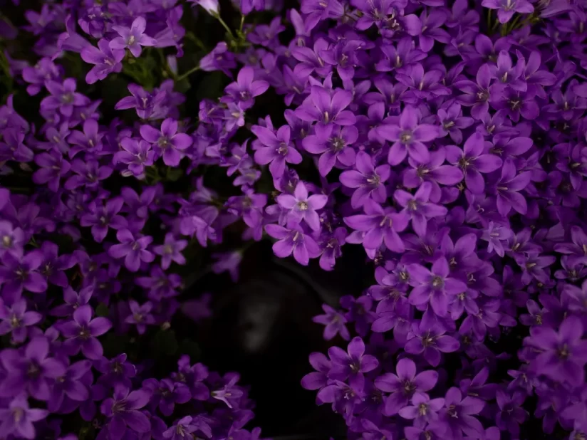 「変化・変容、癒し、高い精神性」を表す紫色のイメージ画像